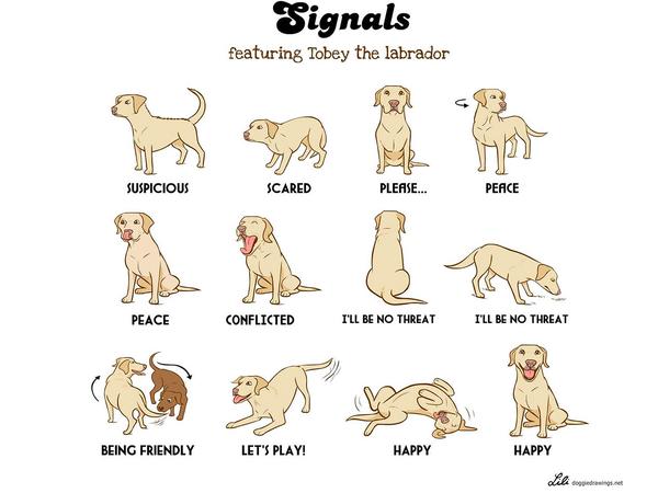 puppy body language chart