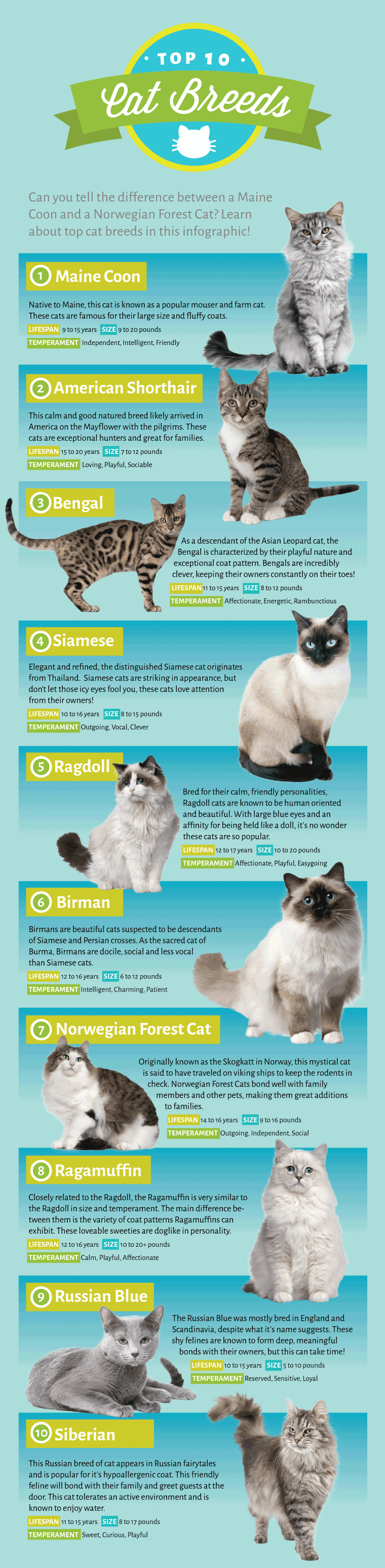 The top 10 cat breeds as voted by EntirelyPets fans and interesting facts about them - infographic.