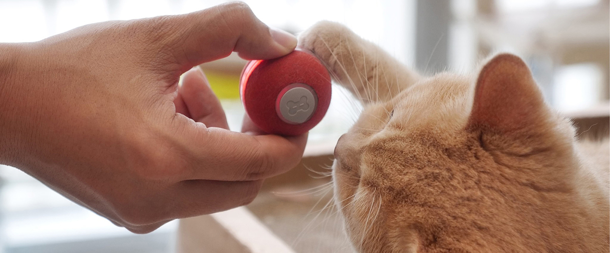  Check out the Cheerble M1 designed for cats!